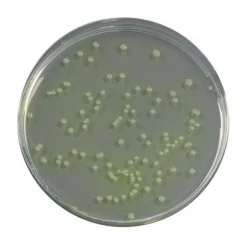 PENICILLIN VÀ PIMARICIN AGAR (PPA)