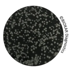 GVPC AGAR FOR LEGIONELLA