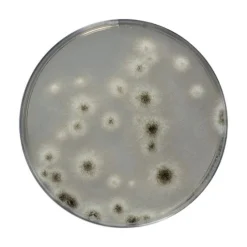 SABOURAUD DEXTROSE CHLORAMPHENICOL AGAR (SDCA)