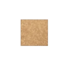 Human Peripheral Blood T Cells: HPBT