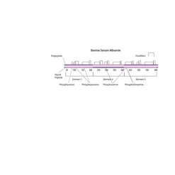 Albumin methylated from bovine serum