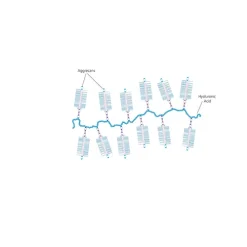 Aggrecan from bovine articular cartilage