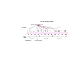 Albumin from human serum