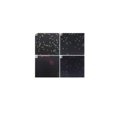 Annexin V-Cy3™ Apoptosis Detection Kit