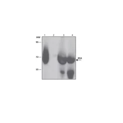 Monoclonal Anti-Bovine Serum Albumin antibody produced in mouse