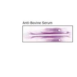 Anti-Bovine Serum antibody produced in rabbit