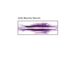 Anti-Bovine Serum antibody produced in rabbit