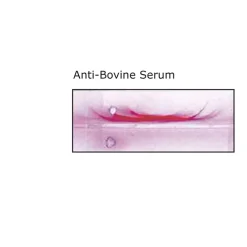 Anti-Bovine Serum antibody produced in rabbit