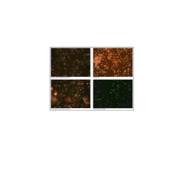 Mitochondria Staining Kit