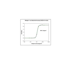 Nidogen-1 (NID1) human