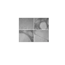 ECM Gel from Engelbreth-Holm-Swarm murine sarcoma