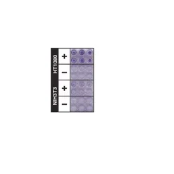 QCM ECMatrix Cell Invasion Assay, 24-well (8 µm), colorimetric