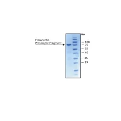 Fibronectin Proteolytic Fragment from human plasma