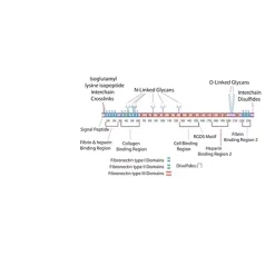 Fibronectin Fragment III1-C human