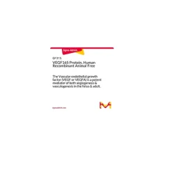 Vascular Endothelial Growth Factor 165 human