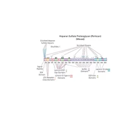 Heparan sulfate proteoglycan