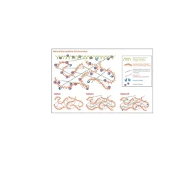 HyStem® Cell Culture Scaffold Kit