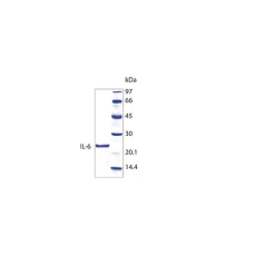 IL-6 human