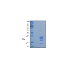 Interferon-γ human