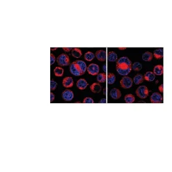 CellVue® Claret Far Red Fluorescent Cell Linker Midi Kit for General Membrane Labeling