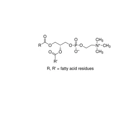 L-α-Phosphatidylcholine