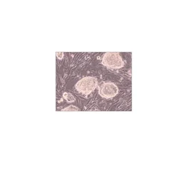 EmbryoMax® Primary Mouse Embryonic Fibroblasts