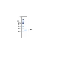 RANK Ligand from mouse