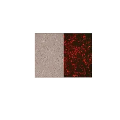 Rat Aortic Endothelial Cells: RAOEC, adult