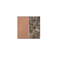 Rat Osteoblasts: Rob, adult