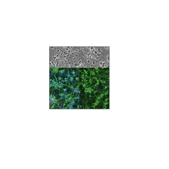 Rat Hippocampal Neurons: RHiN