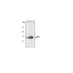 Anti-Bovine Serum Albumin antibody, Mouse monoclonal