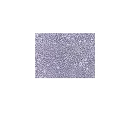 HSC-T6 Rat Hepatic Stellate Cell Line