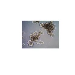 3dGRO® Organoid Dissociation Reagent