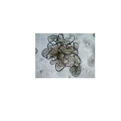 3dGRO® Organoid Freeze Medium