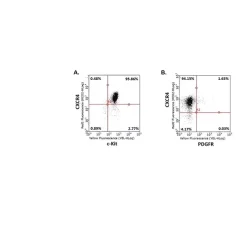Definitive Endoderm Induction Medium