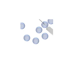 Adult Rat Hippocampal Neural Stem Cells