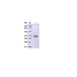 ADIPOQ/Adiponectin/ACRP30 human