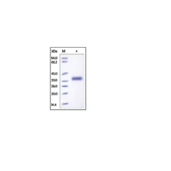 IL-2 R beta/CD122 human