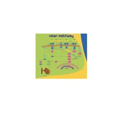 Vascular Endothelial Growth Factor 165 human